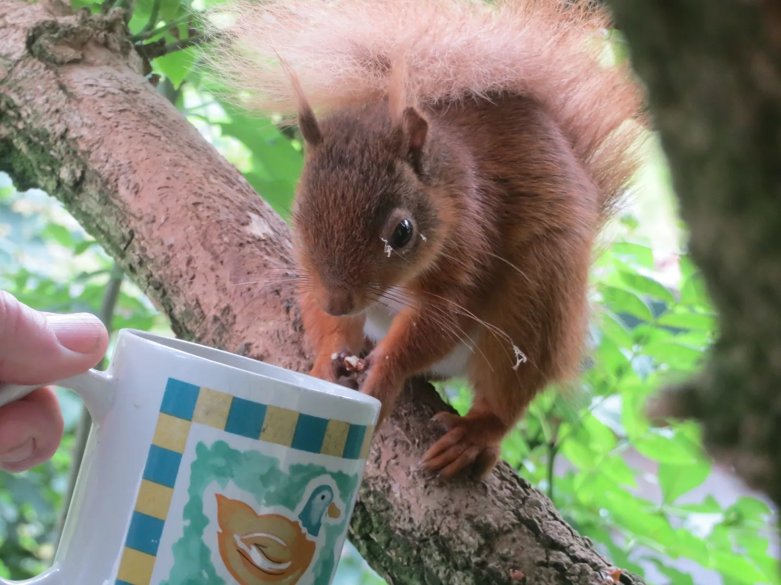 red squirrel